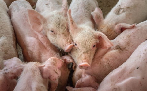 How Taiwan Swine Industry Became a Global Benchmark for Resilience After ASF Breakout in 2025